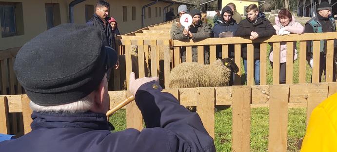 Cigája árverés_2023