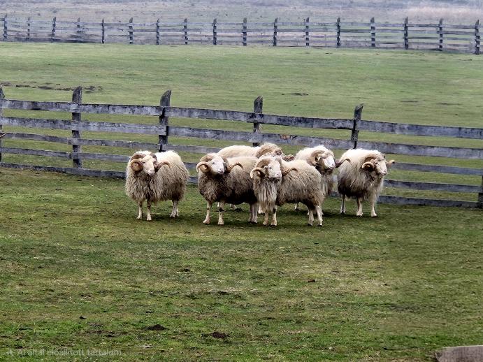 Cikta tenyészkosok Nagydorogon