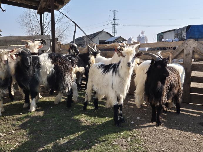 Magyar parlagi bakok - MJKSz, Ősi