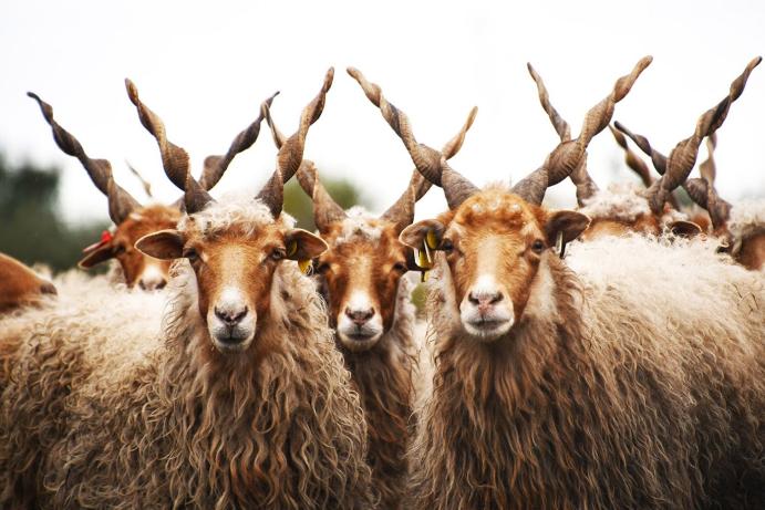 Hortobágyi racka (magyar juh) - Balogh Tibor felvétele