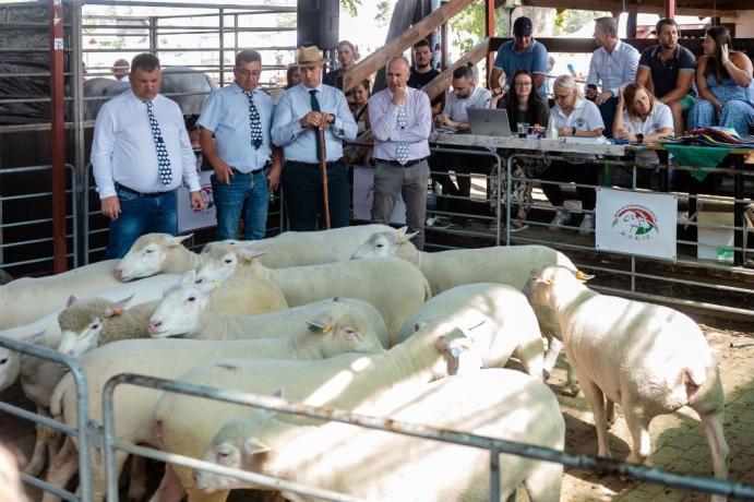 Tenyészállat bírálat a Farmer Expón