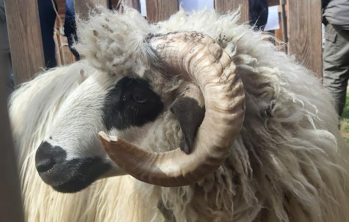 gyimesi racka juh kos