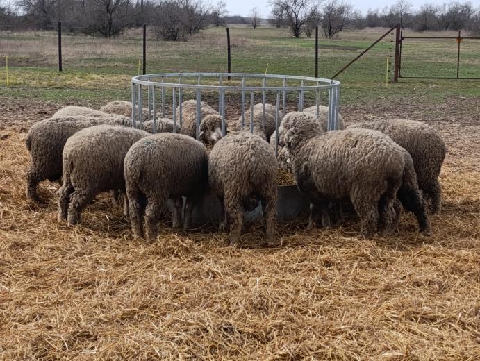 magyar merinó kosok