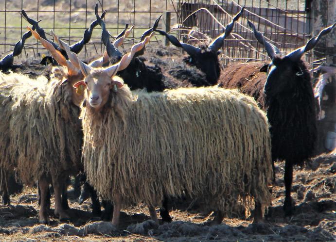 Hortobágyi racka (magyar juh) kosnövendék