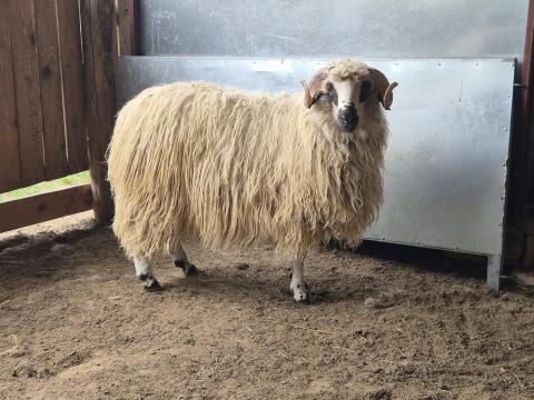 gyimesi racka kos Mátranovákon