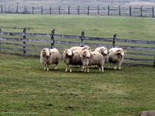 Cikta tenyészkosok Nagydorogon