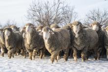 Magyar merinó kosok - fotó: Benéné Lajtos Katalin