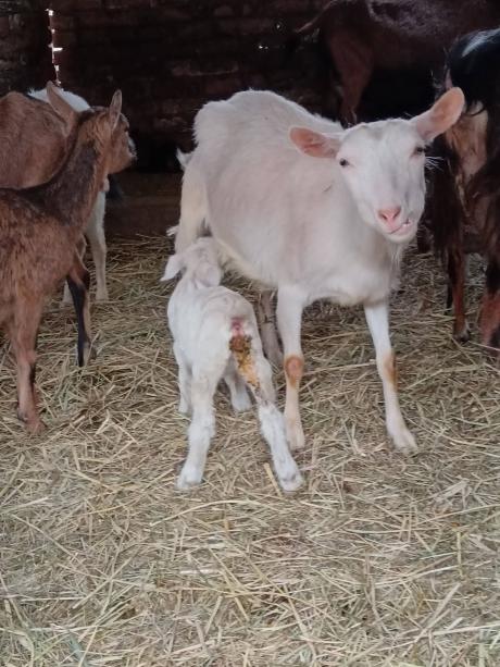 Friss ellésű anya kecskék