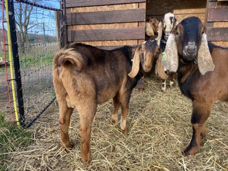 "K" törzskönyves anglo-núbiai kecskebakok eladók