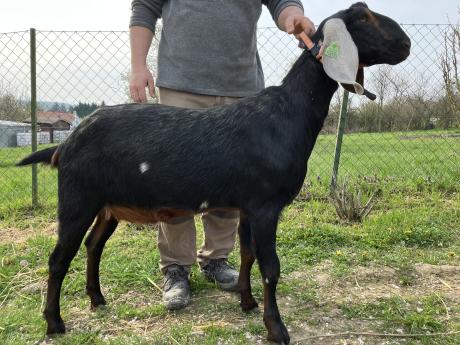 Anglo-Núbiai tenyészanya