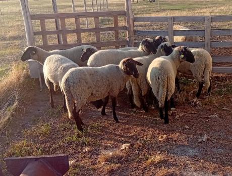 Cigája tenyészjerkék eladók bruttó 73 500 Ft-tól