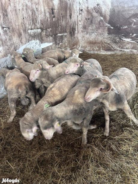 KOS Magyar merinó törzskönyves 