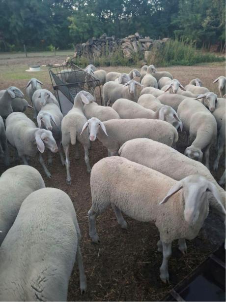 Landschaf merinó törzskönyvezett jerke