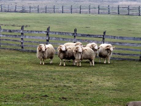 Cikta tenyészkosok Nagydorogon
