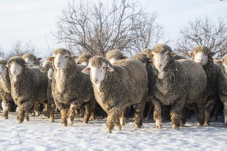 Magyar merinó kosok - fotó: Benéné Lajtos Katalin