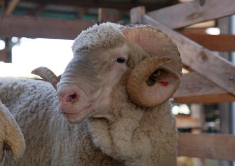 magyar merinó kos Farmer Expo 2024