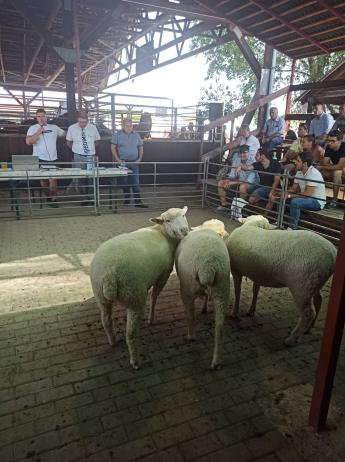 Magyar merinó fajtanap