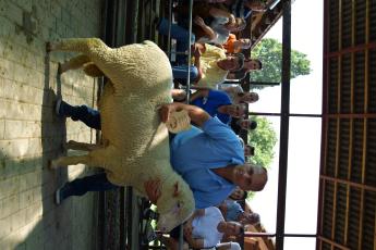 Magyar merinó fajtagyőztes növendékkos