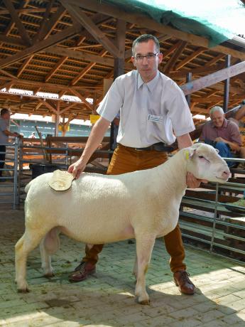 Ile de france fajtagyőztes növendékkos