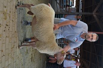 Legszebb tenyészkos