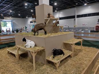 OMÉK kecske ugrálóvár