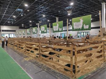 OMÉK_juh és kecske tenyészállat-bemutató