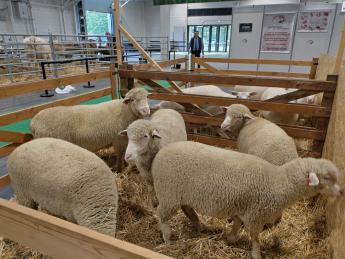 OMÉK magyar merinó csoport