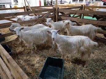 OMÉK magyar parlagi csoport