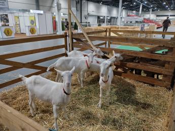 OMÉK szánentáli csoport